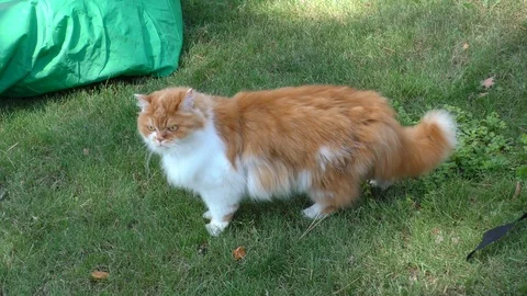 Cat for a walk 库存影片 116268826