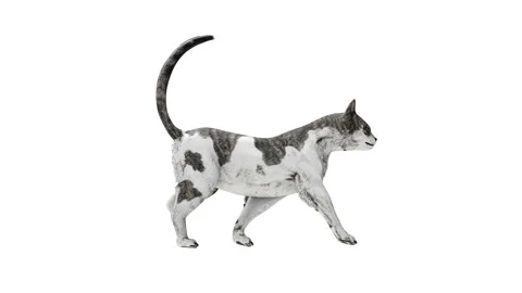 Cat Walk Stock Footage 288185123