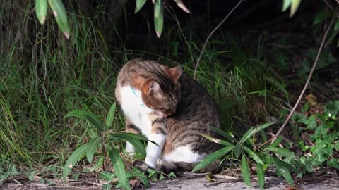 Cat on walk in park flea collar, ticks, protection, prevention of bites strikes Stock Footage 243233174