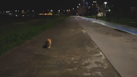 A cat on walk path at night, 4k Видео 314306941