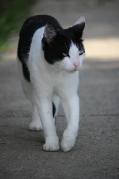 Cat walk Stock Photos