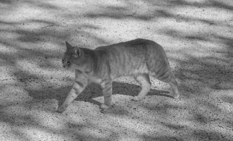Cat for a walk Foto stock