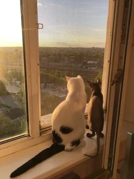 Cat in walk Stock Photos