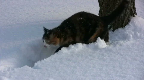 Cat walk in snow 動画素材 625547