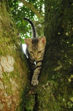 Cat Walk on tree Foto stock