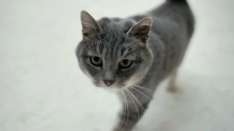 Cat walking against the backdrop of nature and snow in the winter afternoon Stock Footage 231808662