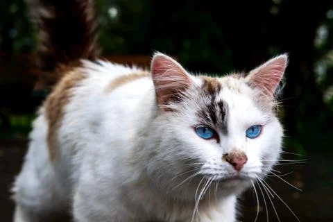 Cat walking alone outside close up 스톡 사진