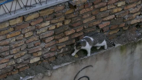Cat walking along an old brick wall ledge Stock Footage 317840032