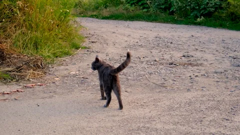 The cat is walking along the road. Elective focus. Stock Footage 293336625