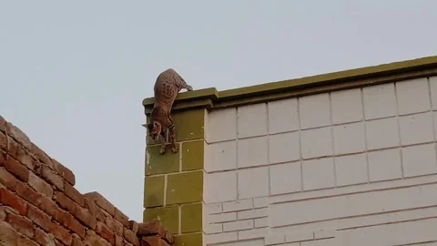 Cat Walking Along a Wall in a Curious Outdoor Moment Stock Footage 346503891