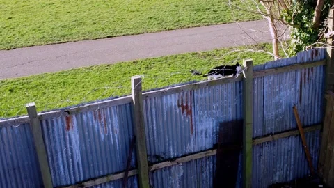 Cat Walking and Balancing on an Old Fence With Barbed Wire Stock Footage 183593397