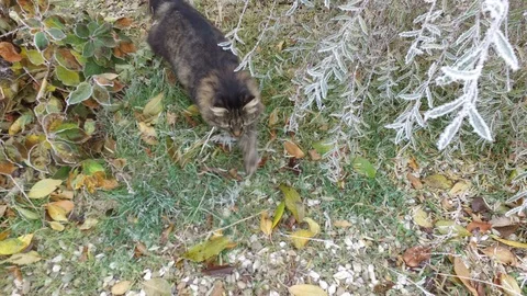 Cat walking and looking at camera in a frozen garden Stock Footage 120291187