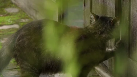 Cat walking and open the door with foreground. Stock Footage 96385494