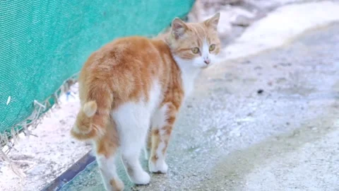 Cat is walking and turning to camera. Stock Footage 154202761