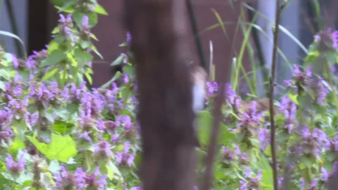 Cat walking around dead-nettle flowers Stock Footage 270475063
