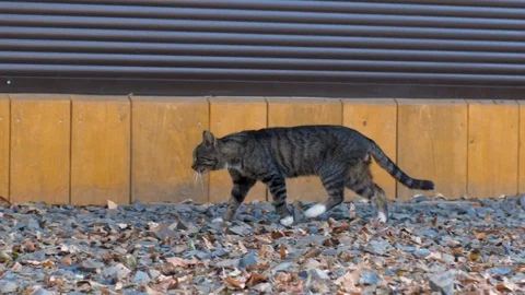 Cat walking around the house Video stock 124076420