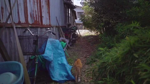 Cat walking backyard of the house Stock Footage 79439633