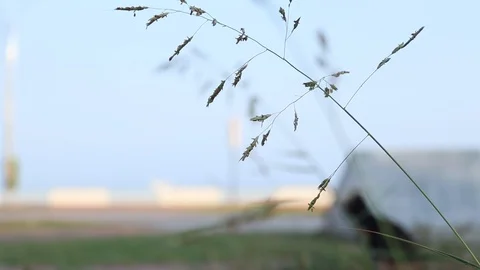 Cat walking with blurred background Stock Footage 104240155