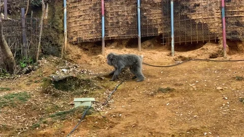 A cat walking on a brick building Stock Footage 155404296