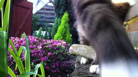 Cat walking to the camera Stock-Footage 11241793