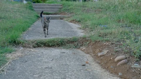 Cat is walking to camera Stock Footage 158537500