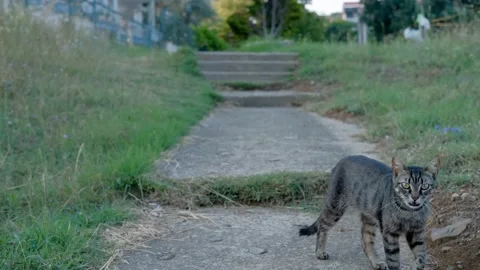 Cat is walking to camera Stock Footage 158537813