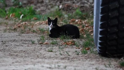 Cat Walking To The Camera Slow Motion Stock Footage 199600668