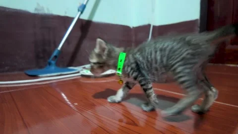 The cat is walking to the cat litter box. 動画素材 290503047