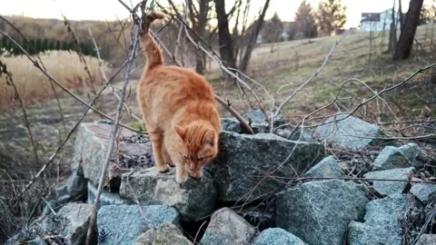 A cat is walking in the countryside Stock Footage 331467291