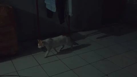 Cat Walking in Dimly Lit Room Stock Footage 294008763
