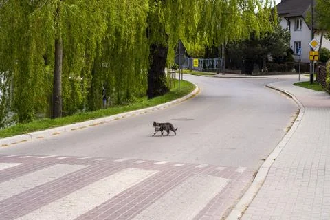 Cat walking down the empty road on a sunny summer day at high noon. Cat. Stock Photos