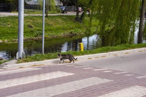 Cat walking down the empty road on a sunny summer day at high noon. Cat. Stock Photos