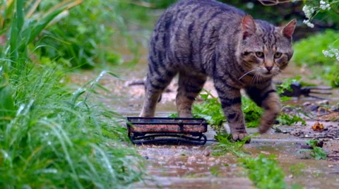 Cat walking down a garden path Stock Footage 38848298