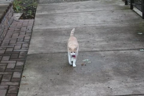Cat Walking Down Sidewalk Foto stock