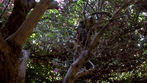 Cat walking down from a tree Stock Footage 113211264