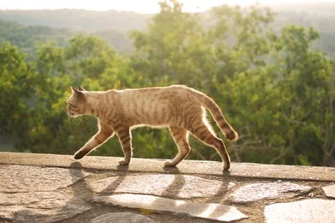 Cat walking during sunset Stock Photos