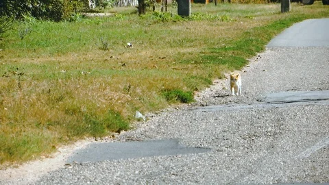 Cat walking on the edge of the road Stockbeeldmateriaal 96019651