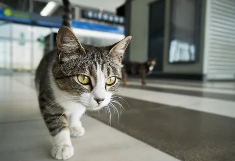 Cat walking at empty airport during coronavirus lockdown. Stock Photos