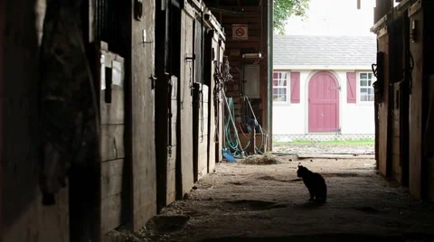 Cat walking in empty stable Stock Footage 60949637