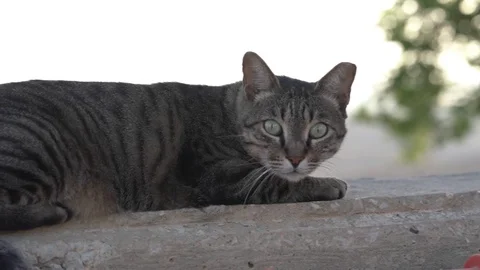 Cat walking on a fence Stock Footage 93800837