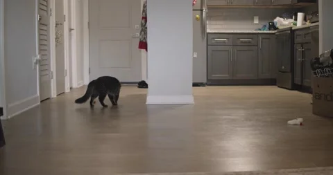 A cat walking on the floor Stock Footage 155395751