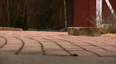 Cat Walking Stock Footage 75123