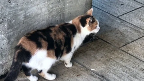 Cat is walking 動画素材 82688646