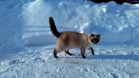 Cat walking 스톡 동영상 86132382