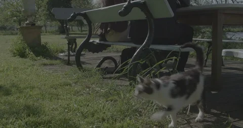 Cat walking Vidéo 102385234