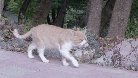 A cat walking 스톡 동영상 119099407