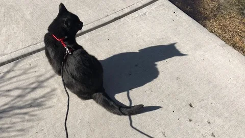 Cat walking Stock Footage 126423023