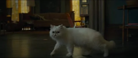 Cat walking in Stock Footage 154678123