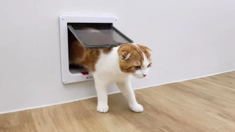 A cat is walking Stock Footage 158450733