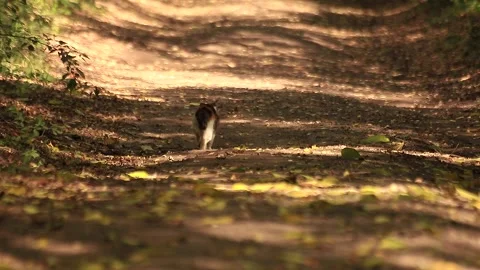 Cat walking Stock Footage 166555759